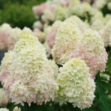 Aedhortensia Limelight Prime